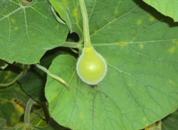 Jadan Ashram organic gardens in August