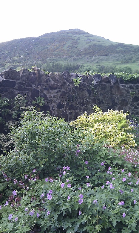 Arthur's Seat geraniums Edinburgh