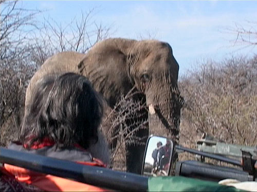 Swamiji and wild elephants